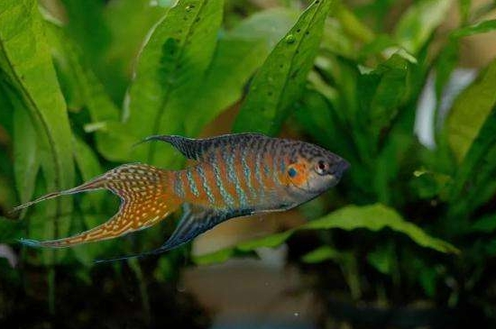 斗魚幼苗怎么養(yǎng)才不會死