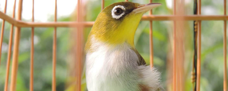 繡眼鳥怎么養(yǎng)