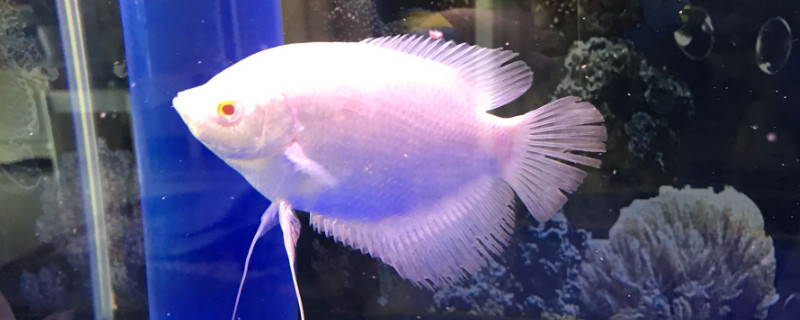 招財(cái)魚怎么養(yǎng)，招財(cái)魚的養(yǎng)殖方法