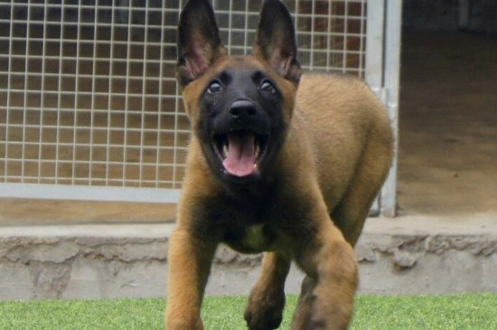 馬犬是什么狗？