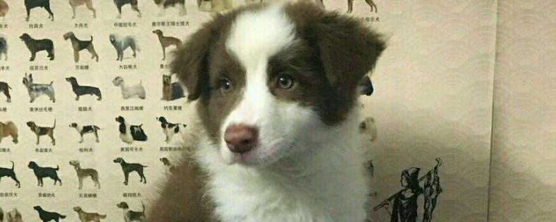 三個月的牧羊犬怎么養(yǎng)
