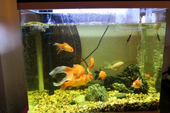 魚缸水霉怎么清除