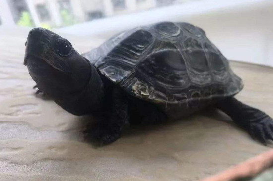 烏龜墨化是什么意思