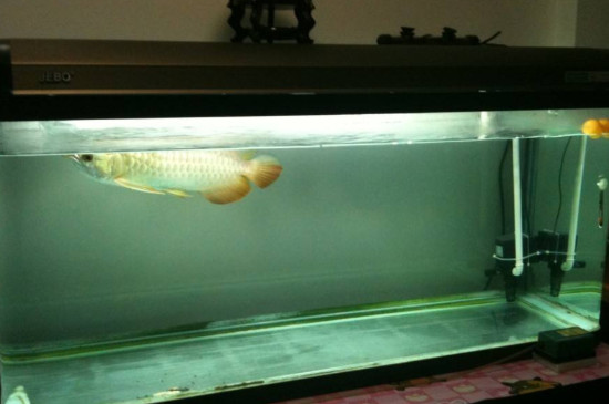 養(yǎng)龍魚要多大的缸