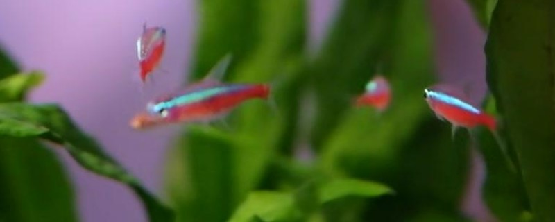 寶蓮燈魚的飼養(yǎng)方法