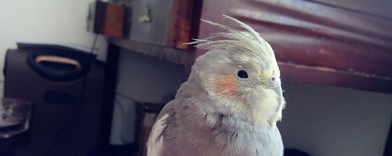 玄鳳幾個(gè)月能吃干小米