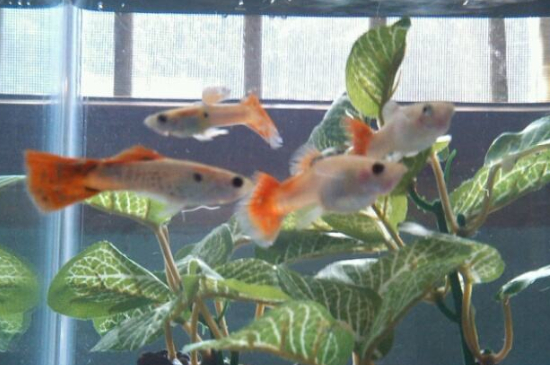 櫻花蝦可以和孔雀魚一起養(yǎng)嗎