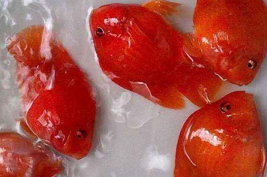 鸚鵡魚變白