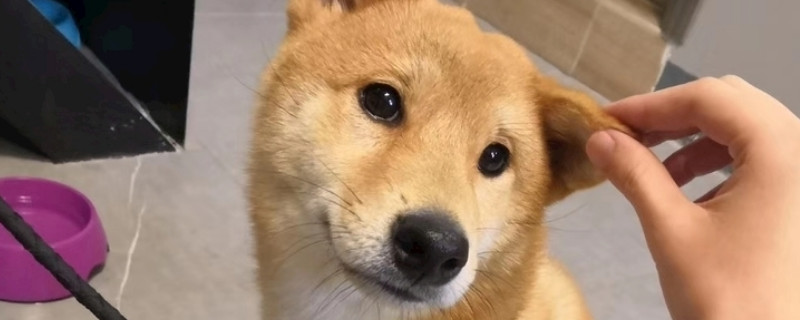 柴犬為什么那么像土狗