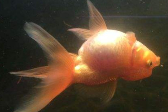 金魚肚子朝上但沒有死怎么回事