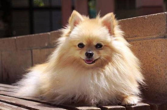 多少溫度博美犬會冷