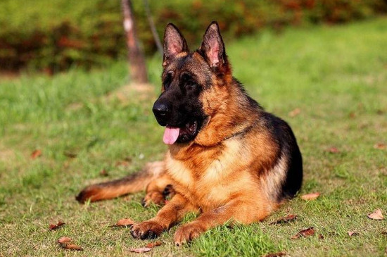 德牧犬多大才開始護主