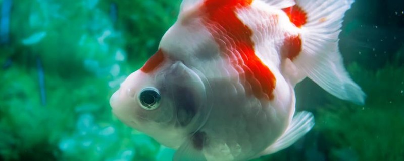 金魚有腿嗎