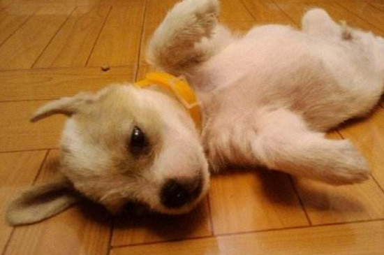 怎么教狗狗裝死