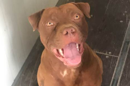 養(yǎng)比特犬安全嗎