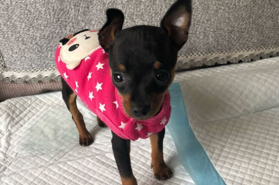 鹿犬耳朵豎起來的方法