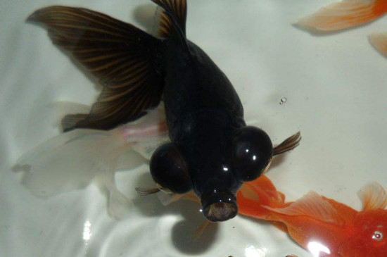 黑色魚一般養(yǎng)幾條