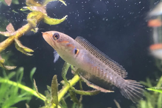 雷龍吃什么食物長得快，雷龍魚主食飼料的選擇方法