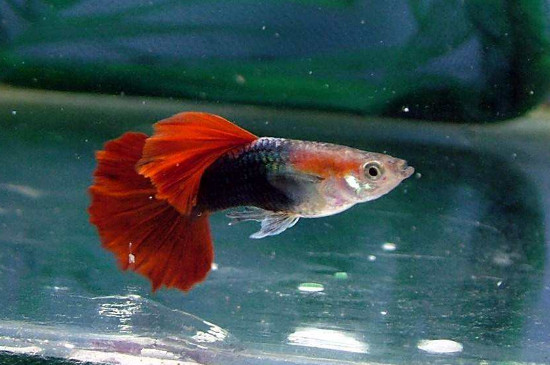 孔雀魚好養(yǎng)嗎