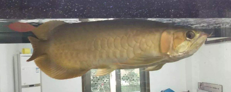 龍魚不吃食怎么回事