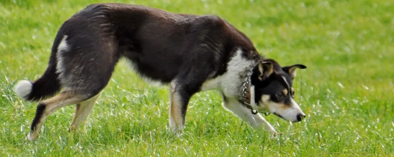 牧羊犬的訓(xùn)練方法