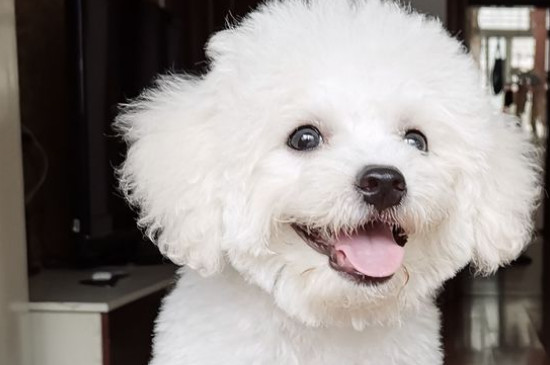 比熊犬吃多了癥狀