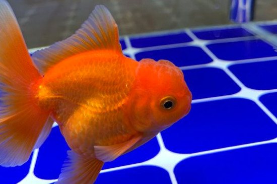 金魚吃什么長得快