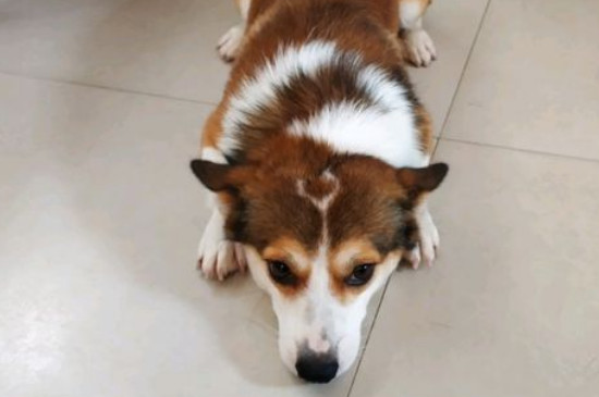 柯基犬貂色值錢嗎