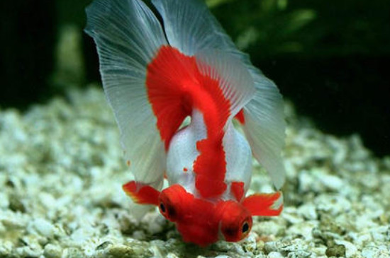 孔雀魚(yú)能吃金魚(yú)飼料嗎