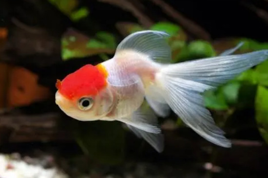 小金魚一天喂幾次