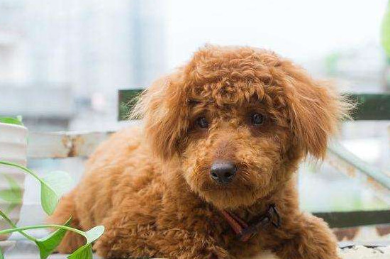 泰迪犬不喜歡主人的表現(xiàn)