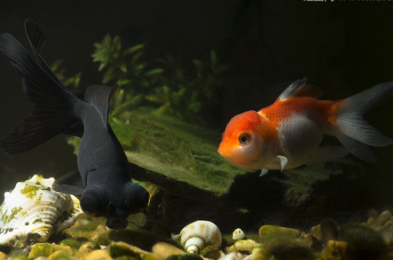金魚都有什么顏色的