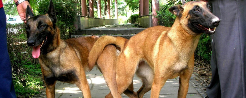 馬犬能打獵嗎