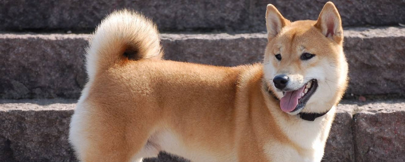 柴犬是土狗嗎