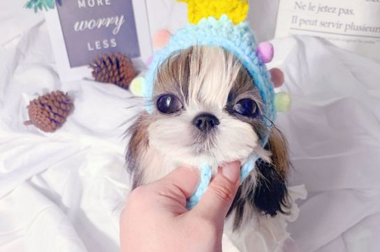 西施犬造型教程，給西施犬美容的方法和要點(diǎn)