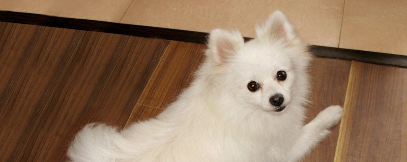博美犬如何訓(xùn)練