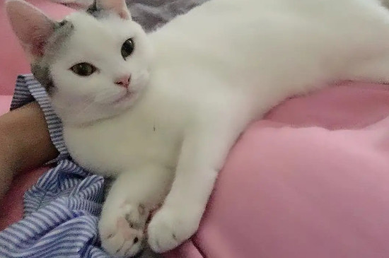 母貓生完小貓多久可以再懷孕