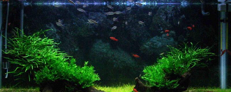 高錳酸鉀魚缸消毒方法