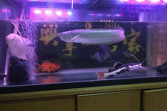 銀龍魚不吃食怎么回事