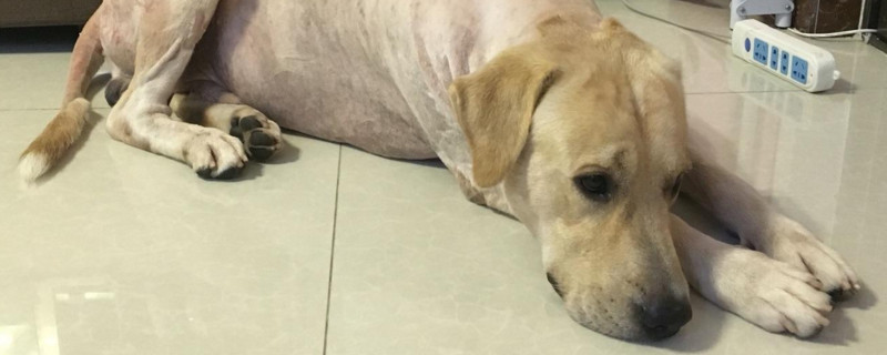 拉布拉多犬瘟的癥狀