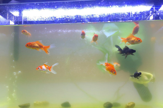 金魚吃什么蔬菜