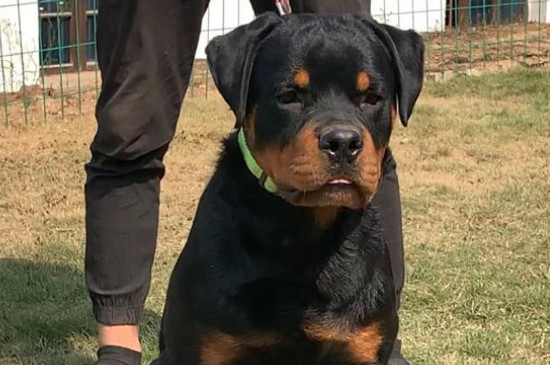 防暴犬厲害嗎