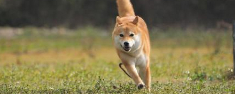 為什么有的柴犬很瘦