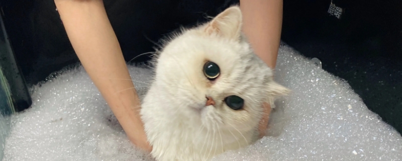 貓要洗澡嗎?多少時間洗一次