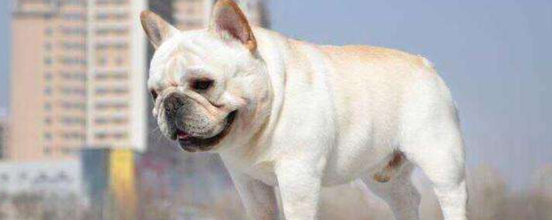 法斗犬的飼養(yǎng)方法