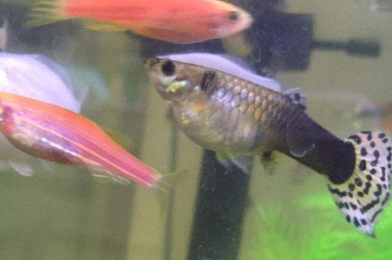孔雀魚繁殖注意事項(xiàng)