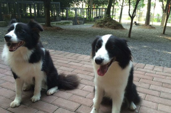 邊牧犬怎么養(yǎng)，新手養(yǎng)邊牧狗知識
