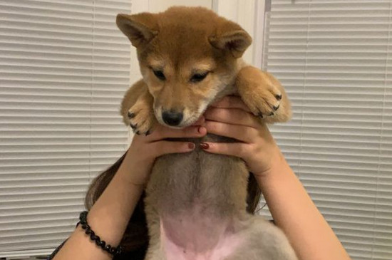 為什么有的柴犬很瘦