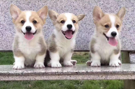 怎么訓練柯基犬