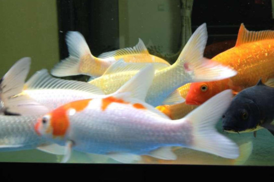 治療金魚炸鱗最有效的辦法
